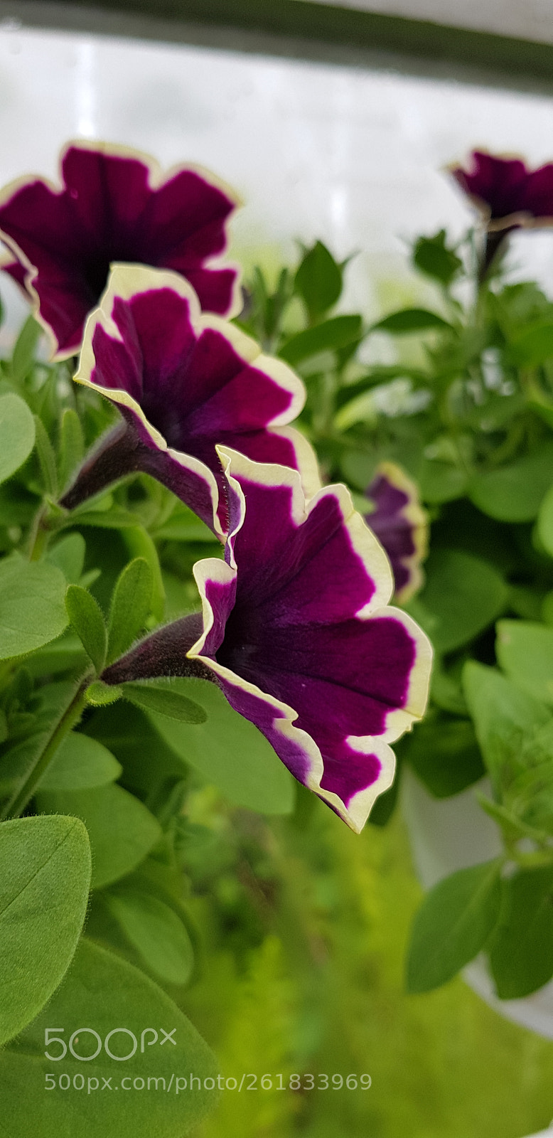 Samsung Galaxy S8 sample photo. Flower photography