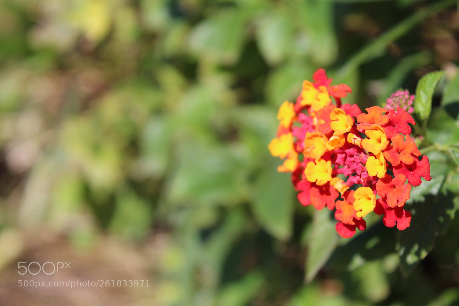 Canon EOS 650D (EOS Rebel T4i / EOS Kiss X6i) sample photo. Colourful photography