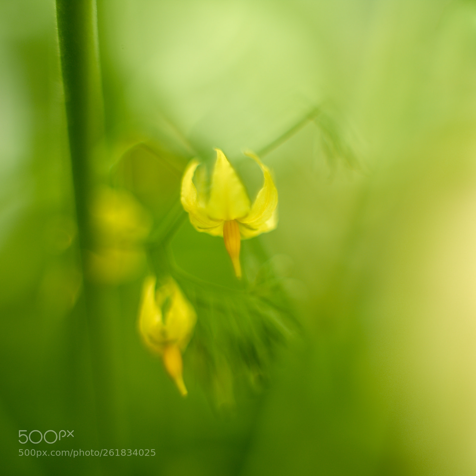 Phase One IQ260 sample photo. Dreamy tomato flower photography