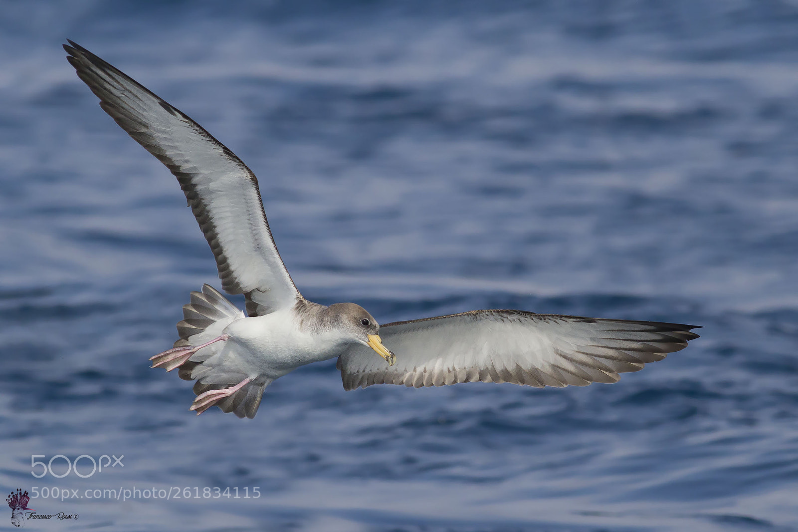 Canon EOS 7D sample photo. Scopoli's shearwater, berta maggiore photography