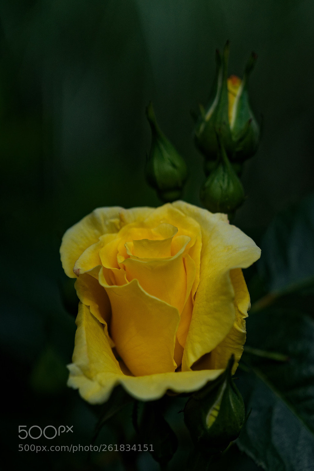 Sony a7 sample photo. Rose jaune photography