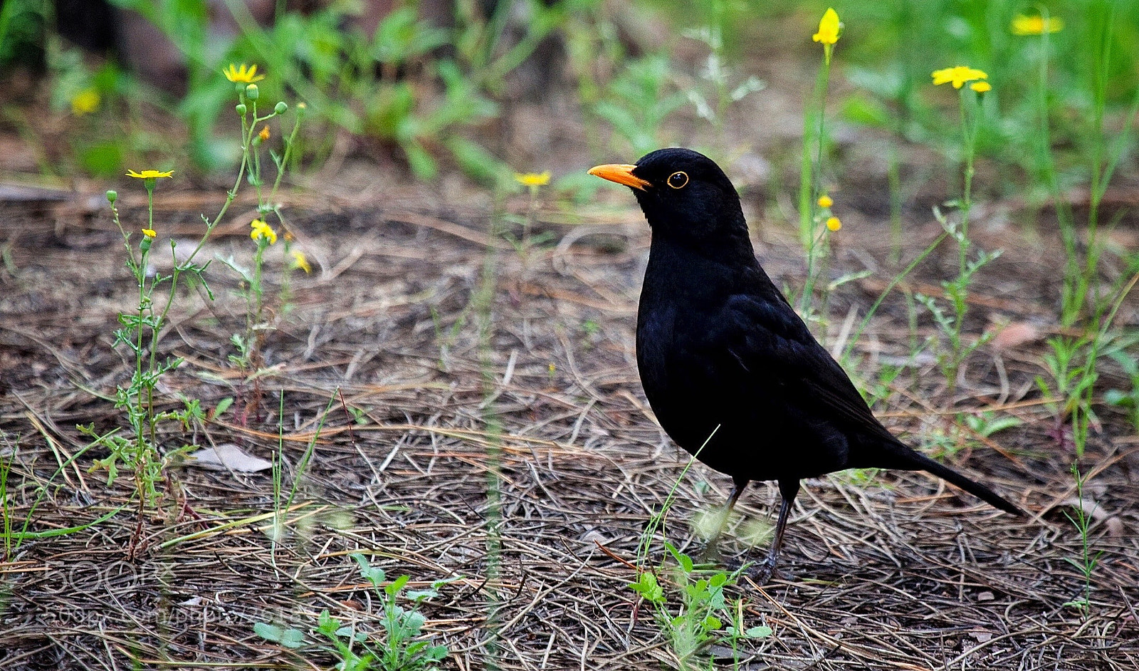 Canon EOS 5D Mark II sample photo. Blackbird (turdus merula) photography