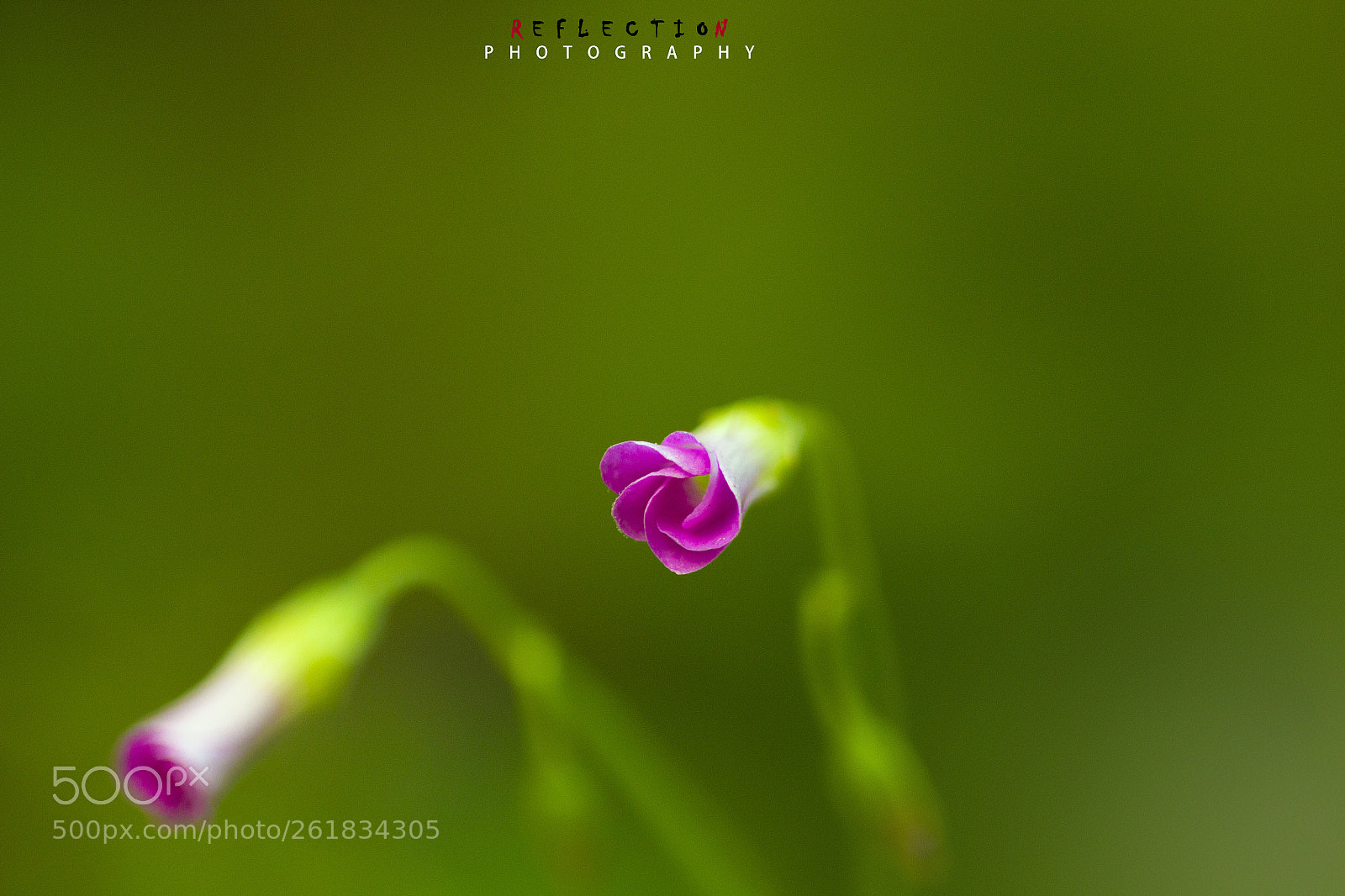 Canon EOS 600D (Rebel EOS T3i / EOS Kiss X5) sample photo. Blooming smile photography