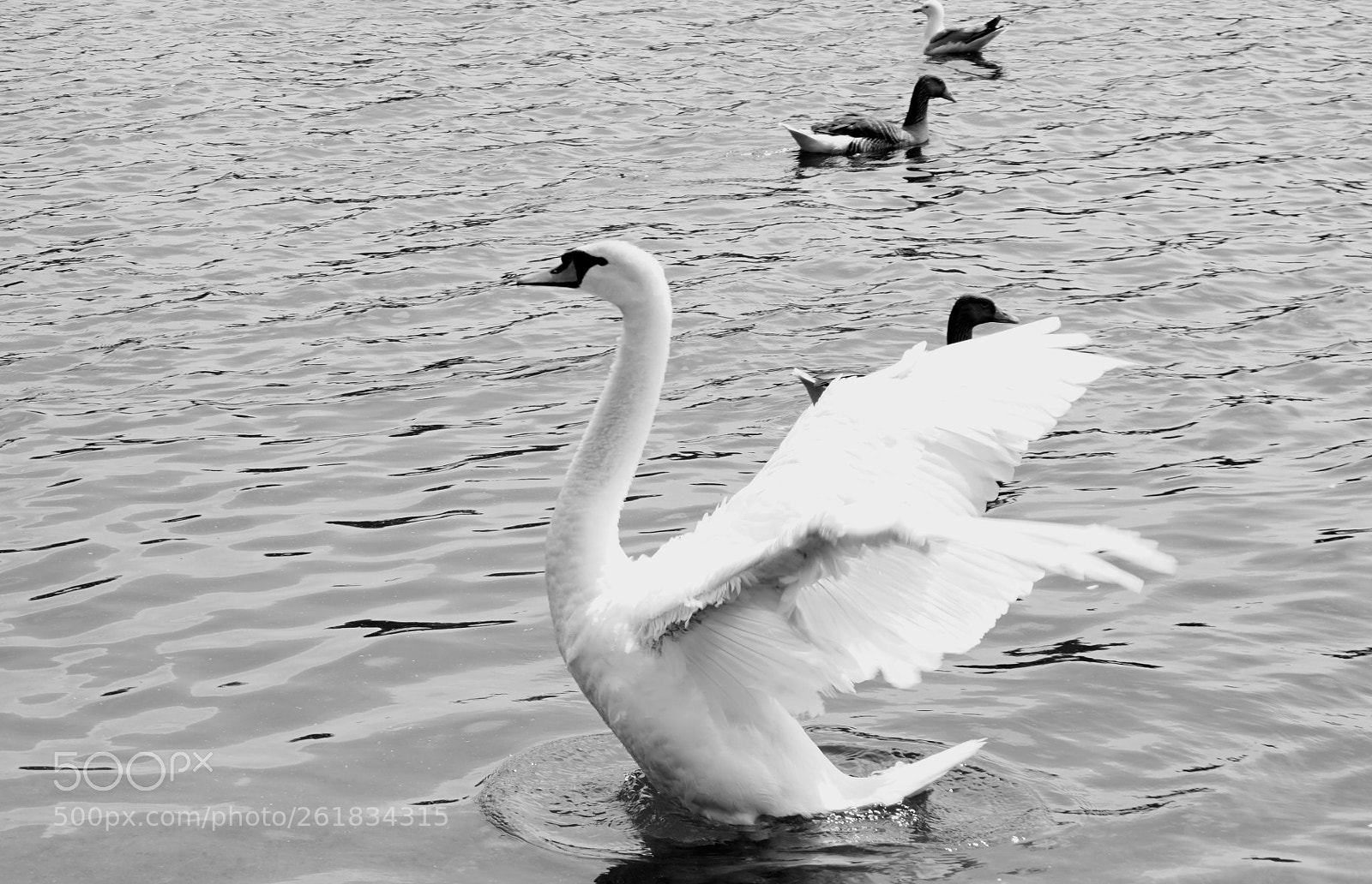 Sony a6000 sample photo. Swan 2 photography