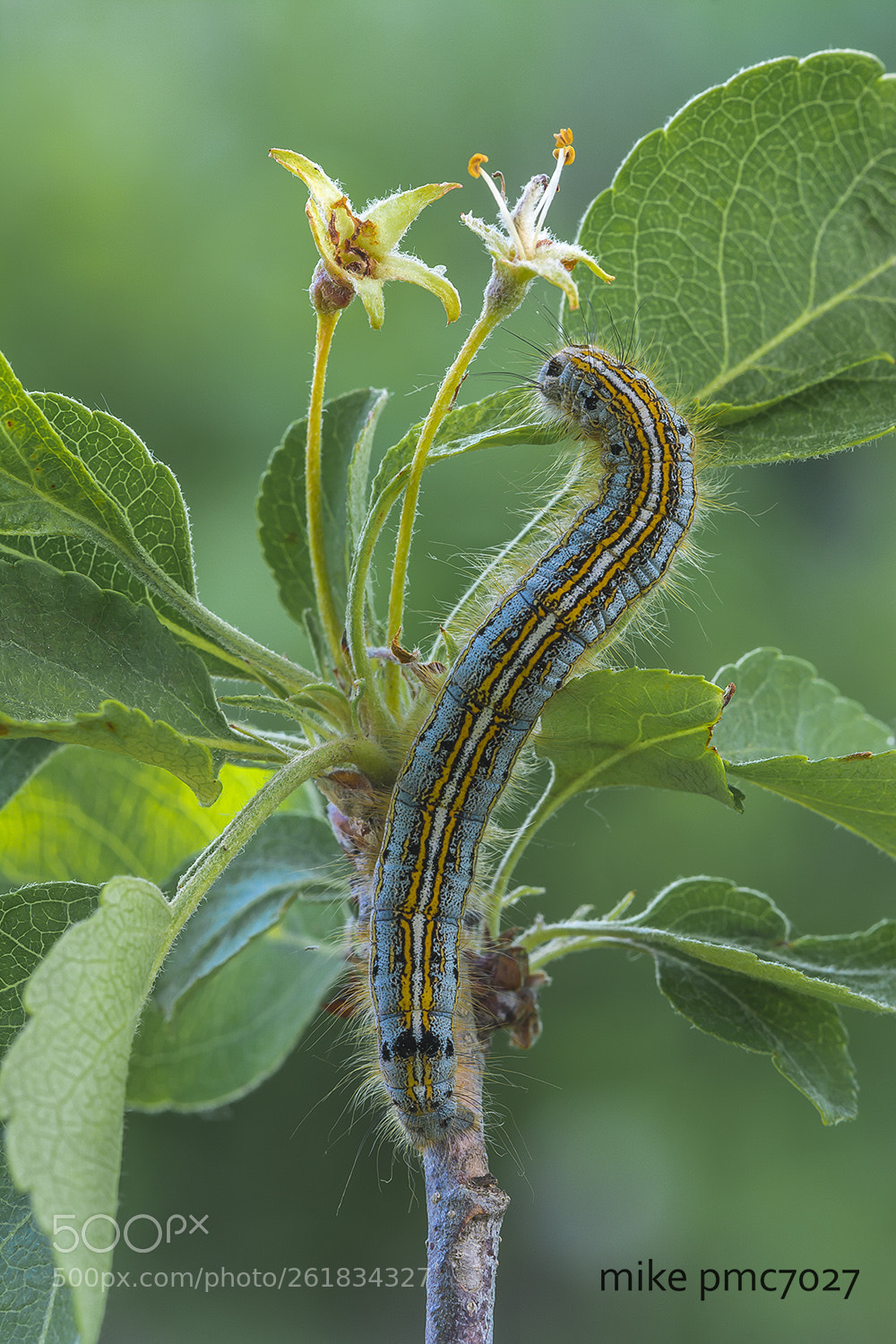 Nikon D7100 sample photo. A caterpillar of the photography