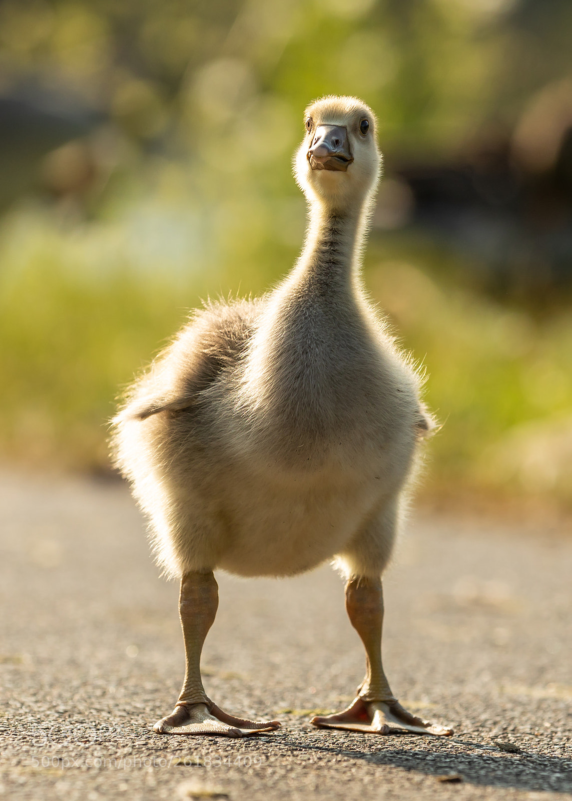 Canon EOS 5D Mark IV sample photo. Greylag gosling photography