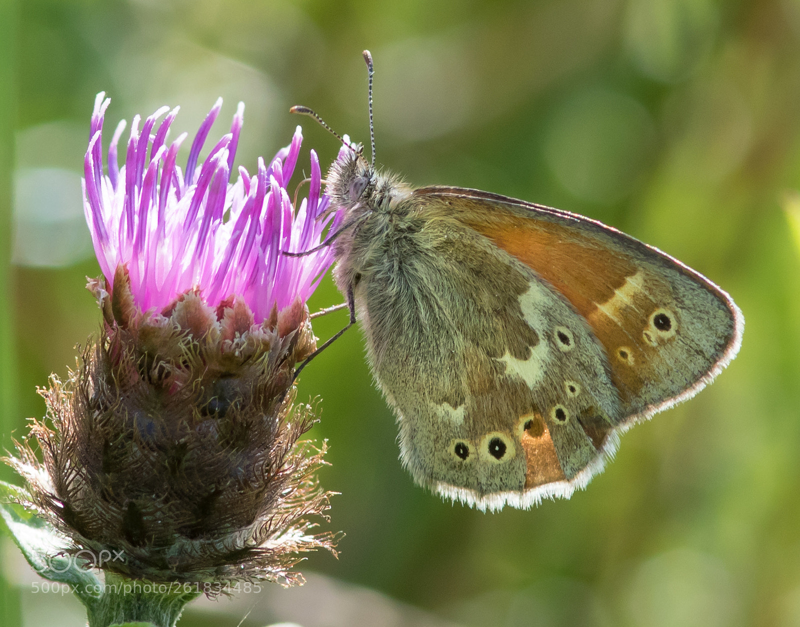 Canon EOS 7D Mark II sample photo. Large heath butterfly photography