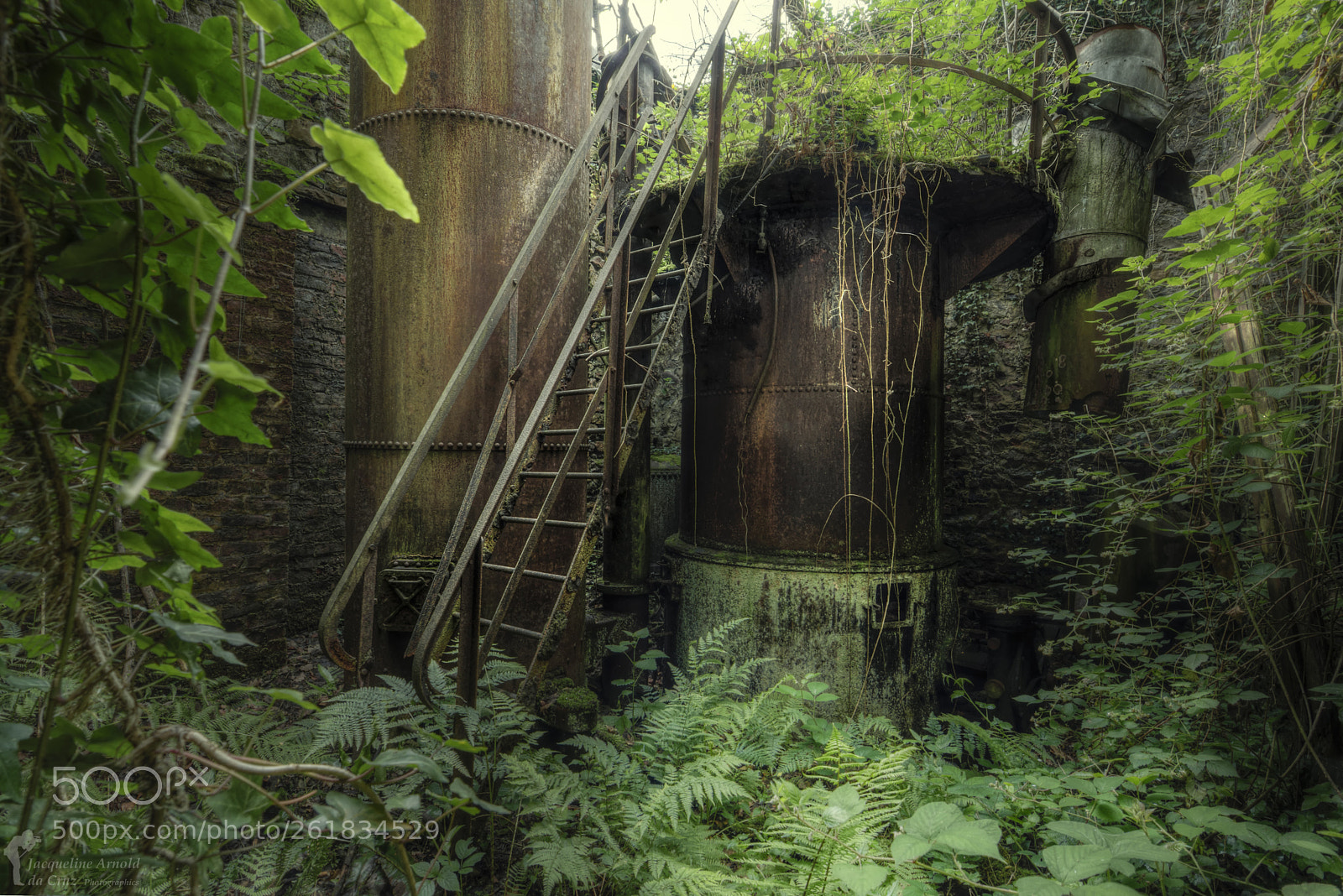 Nikon D7200 sample photo. Jungle photography