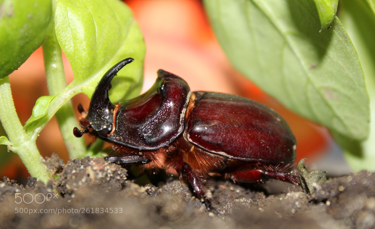 Canon EOS 1300D (EOS Rebel T6 / EOS Kiss X80) sample photo. Stag-beetle photography