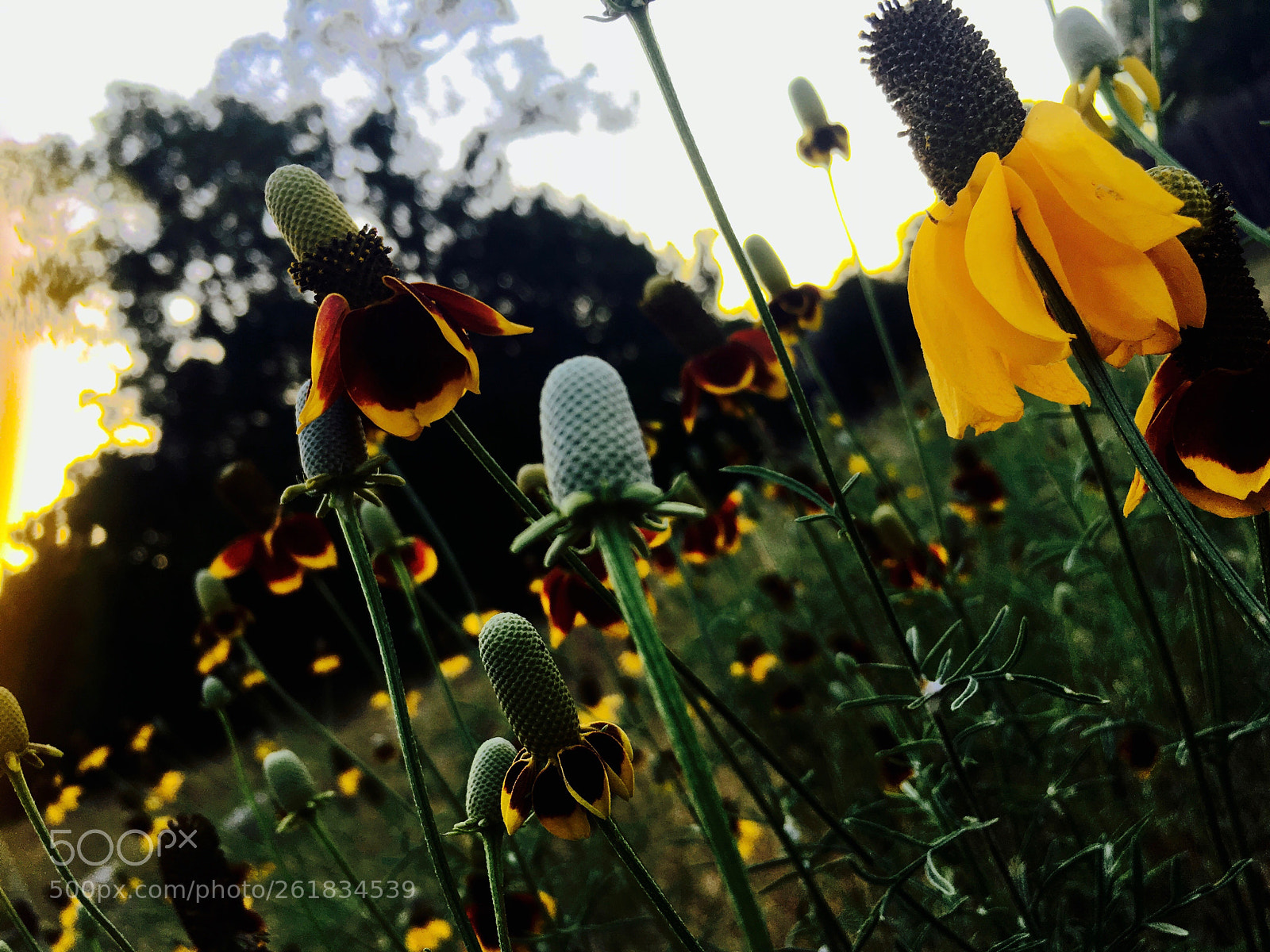 Apple iPhone 6s sample photo. Wildflower photography