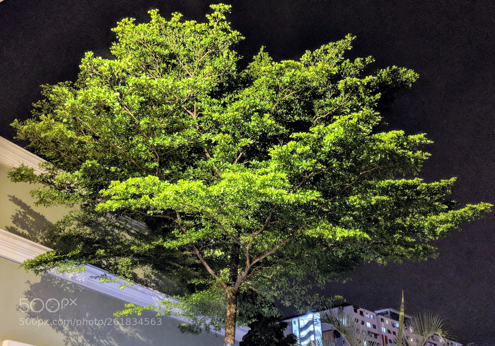 Google Pixel 2 sample photo. Green pixels photography
