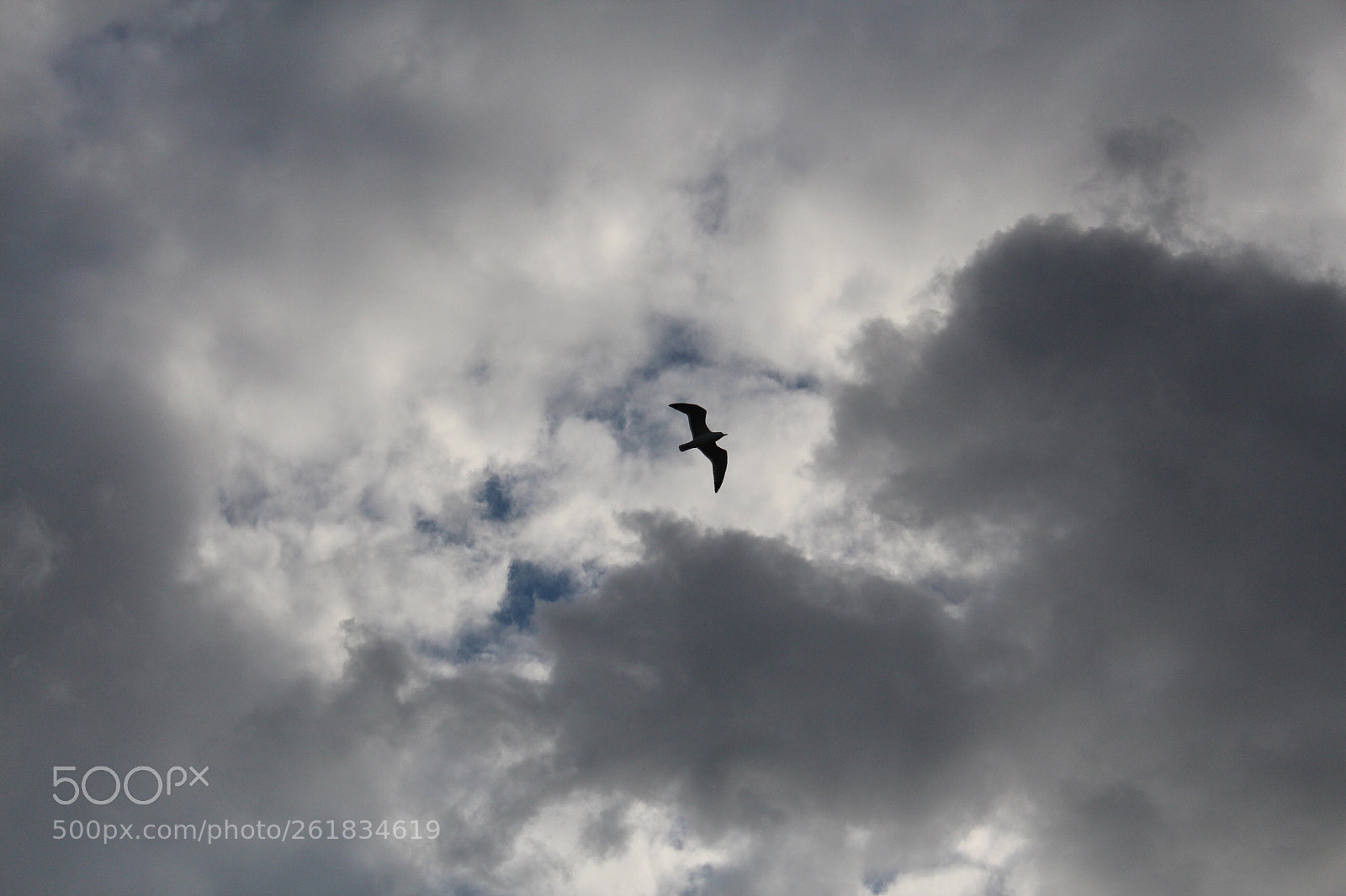 Canon EOS 650D (EOS Rebel T4i / EOS Kiss X6i) sample photo. Flying bird photography
