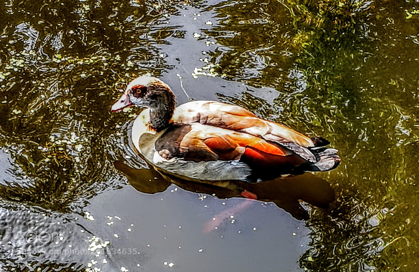 HUAWEI P9 sample photo. Egyptian goose photography