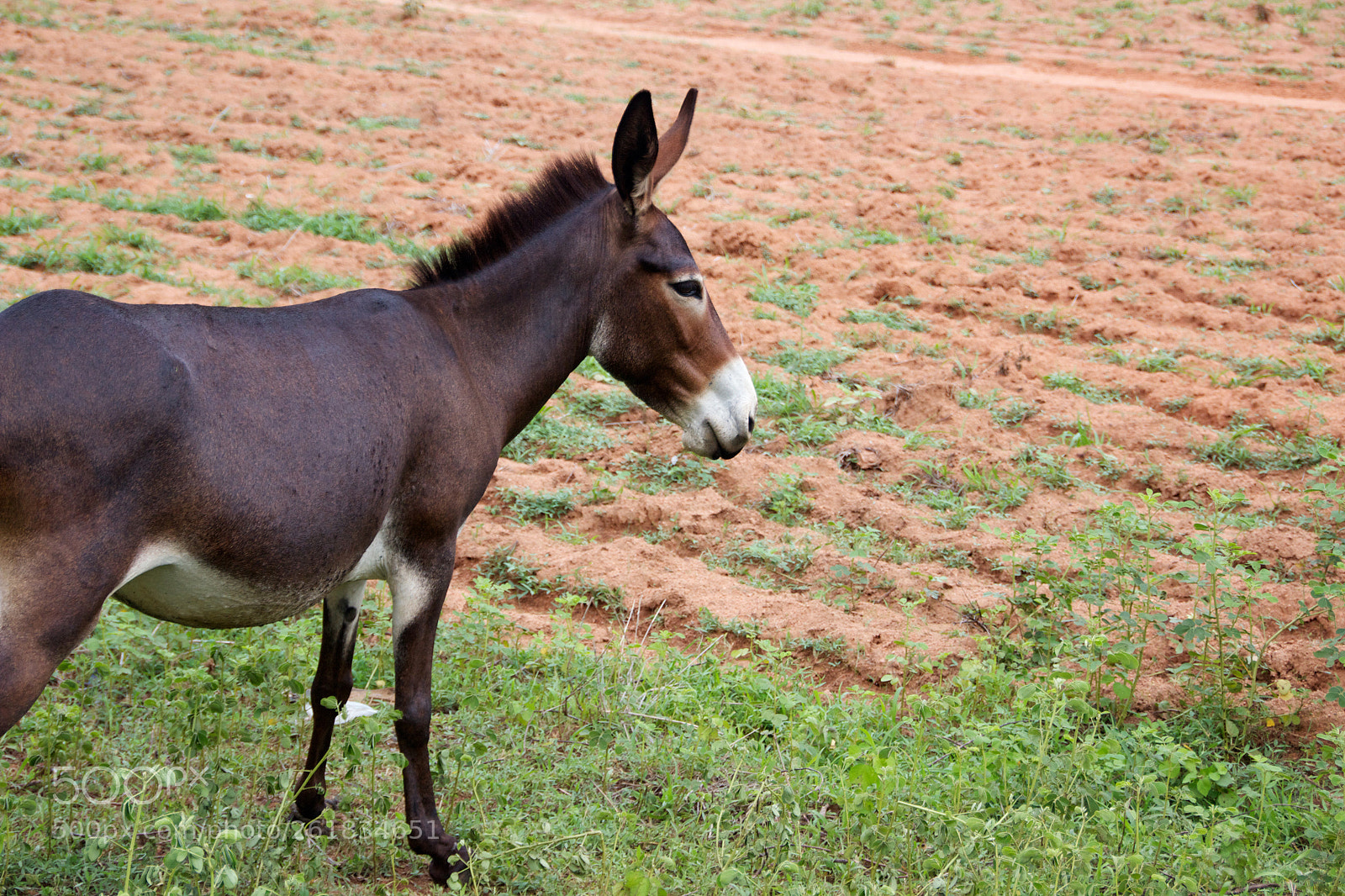 Canon EOS 600D (Rebel EOS T3i / EOS Kiss X5) sample photo. Donkey in field photography