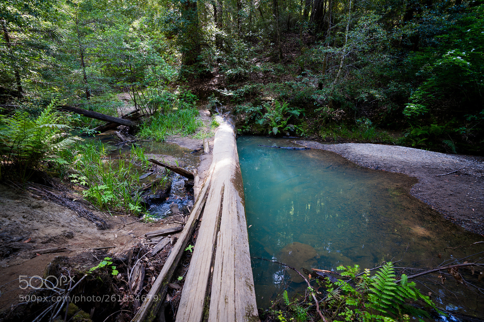 Sony a7R III sample photo. Forest pond photography