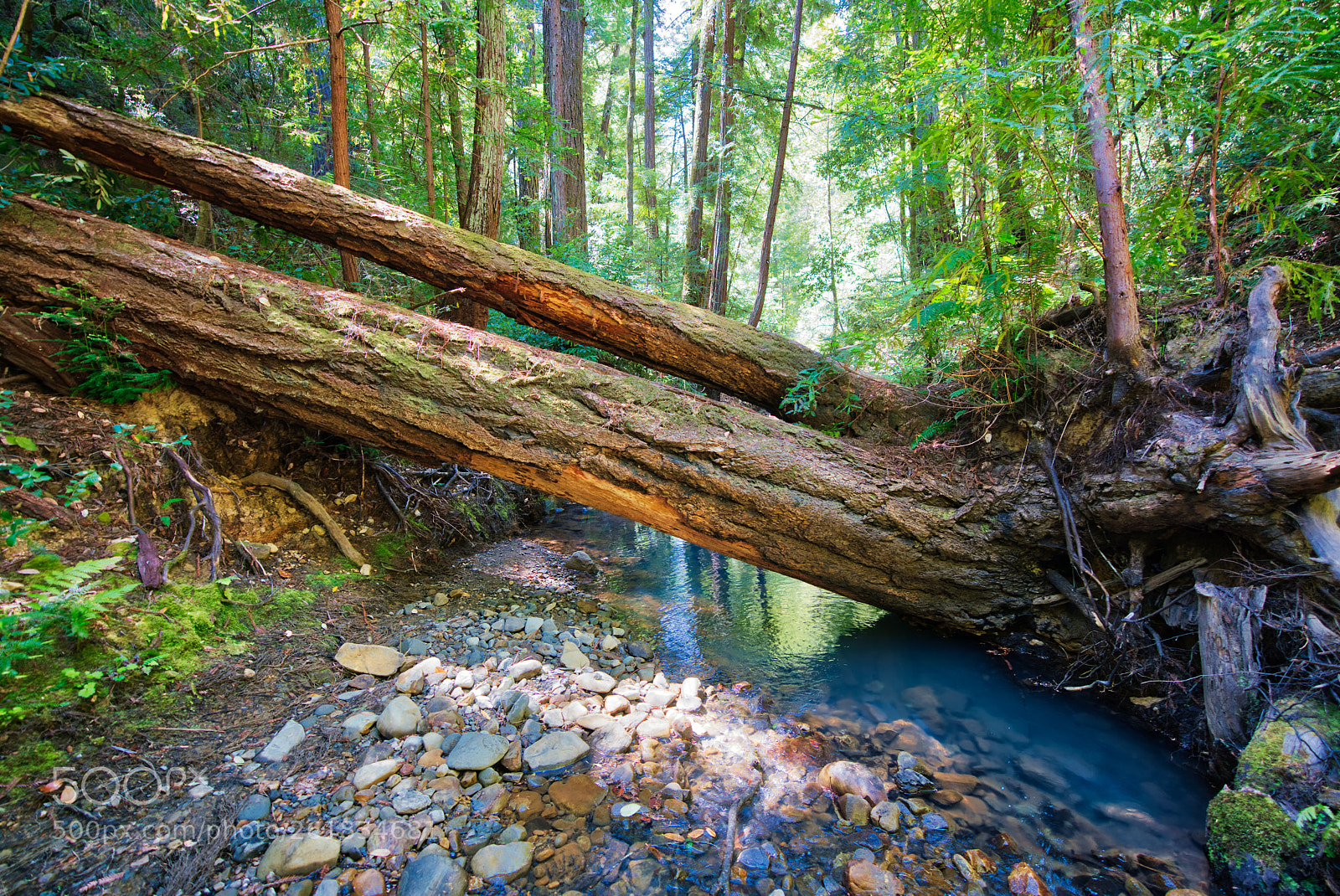 Sony a7R III sample photo. Nature's overpass photography