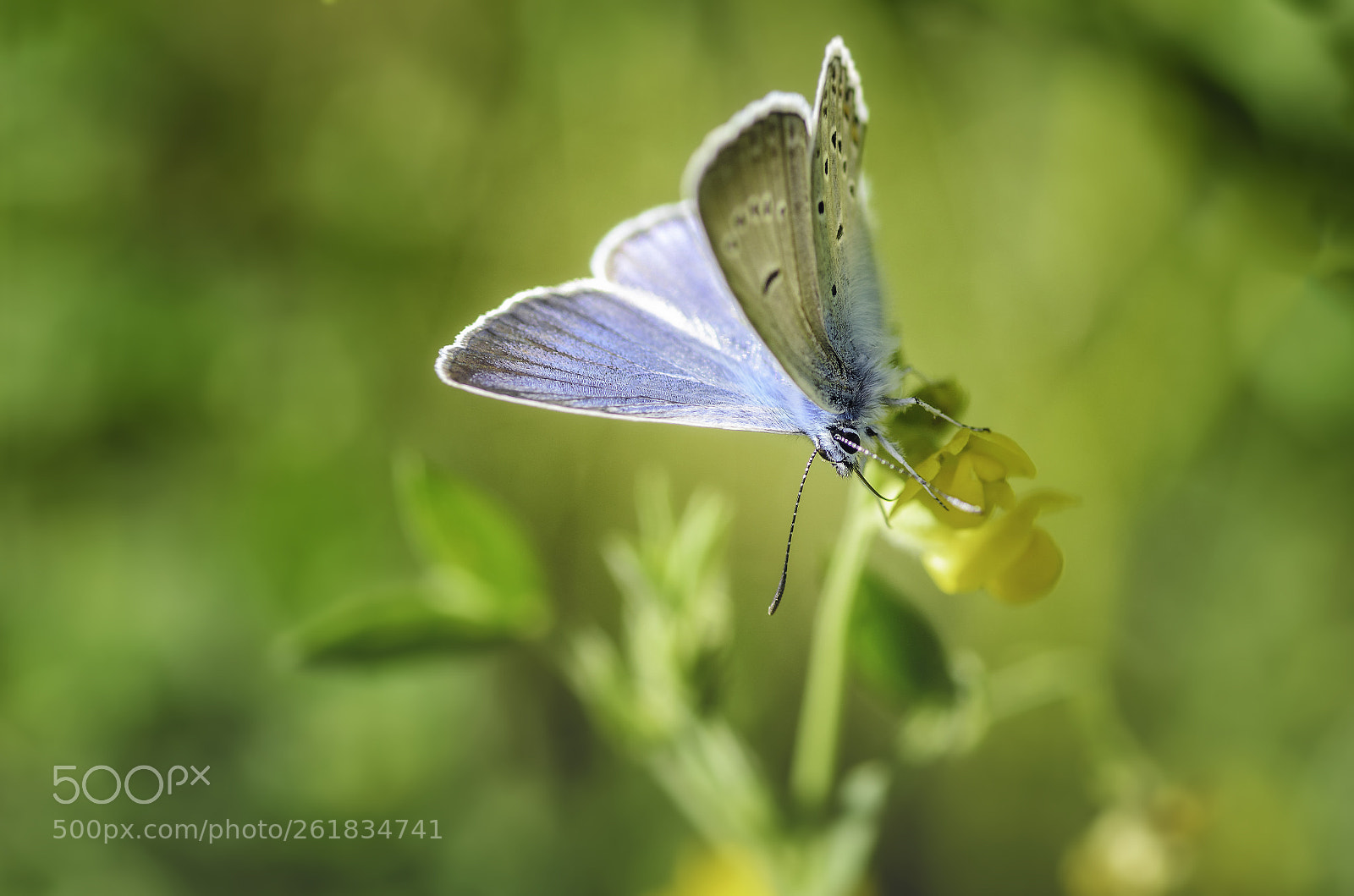 Nikon D7000 sample photo. Softness of the summer photography