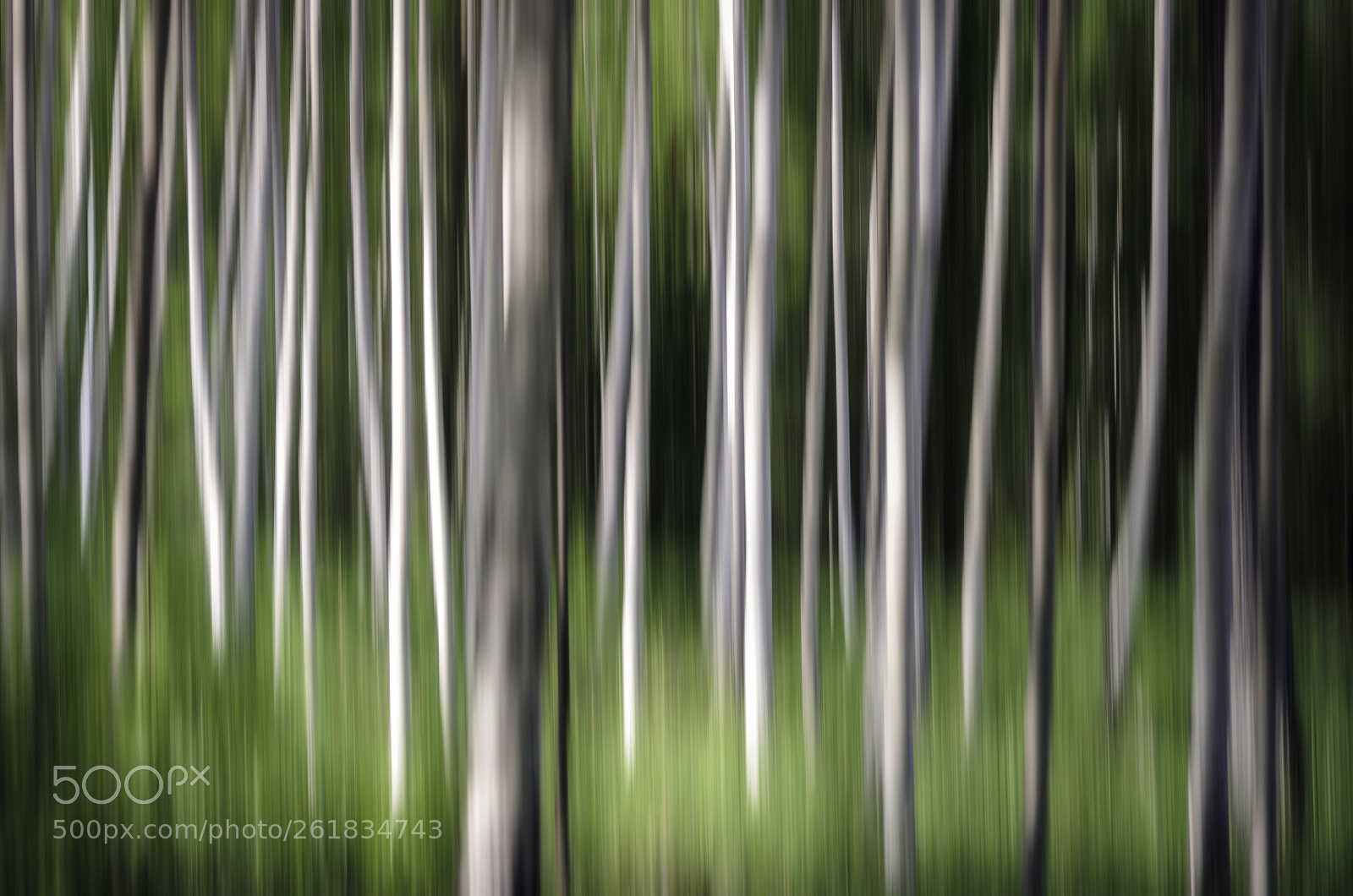 Nikon D7000 sample photo. Flow of the forest photography