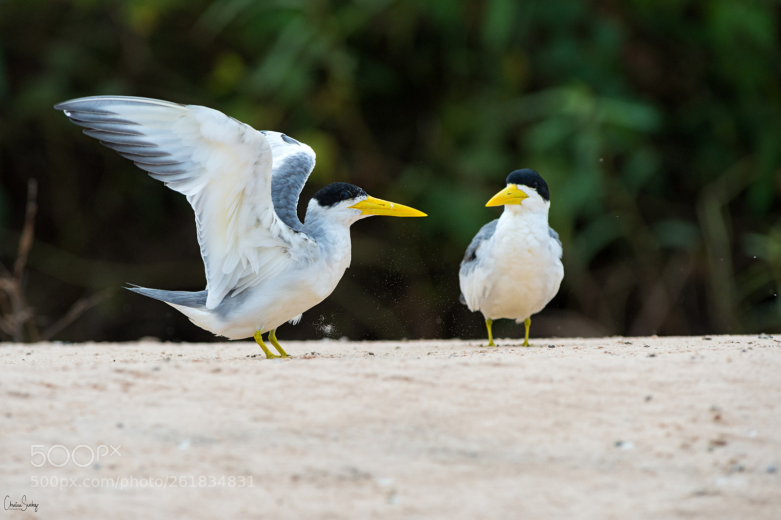 Nikon D4 sample photo. Large-billed tern photography