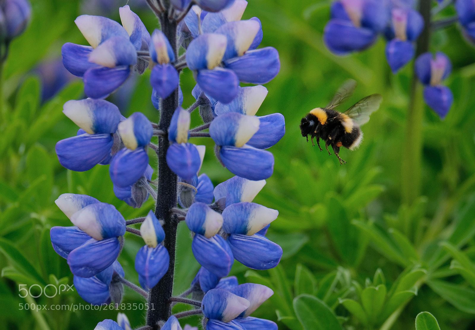 Fujifilm X-T20 sample photo. Flying for a dinner photography