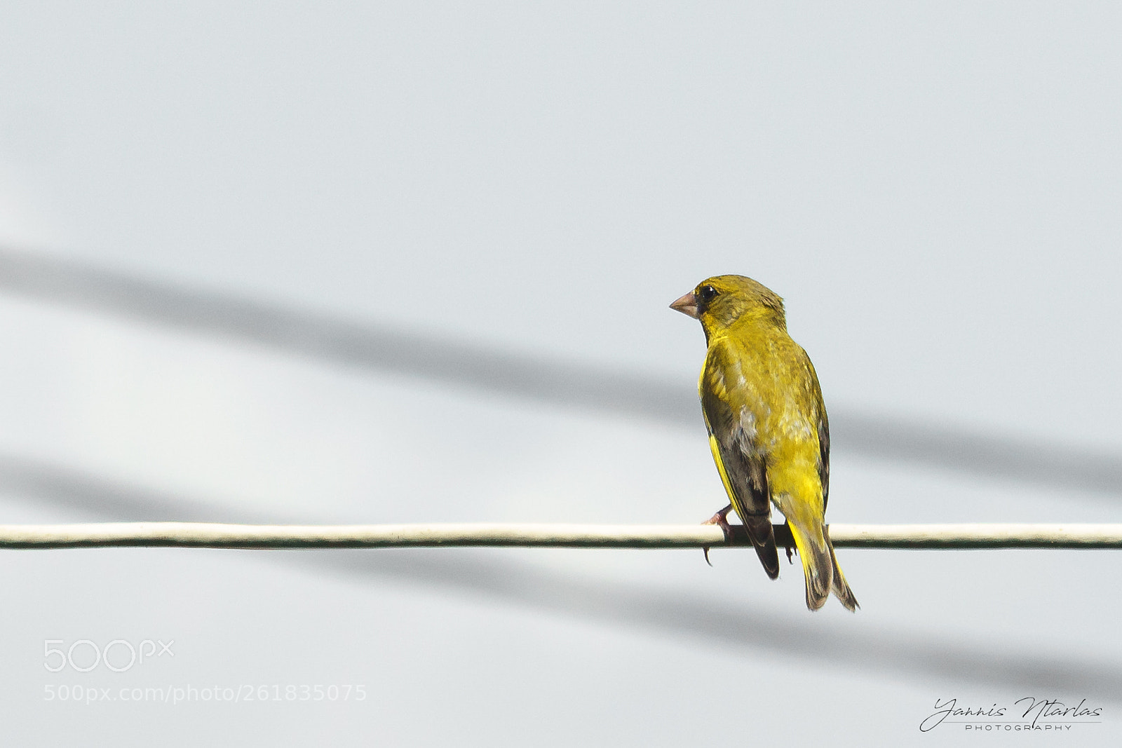 Sony a6000 sample photo. Yellow birdie photography