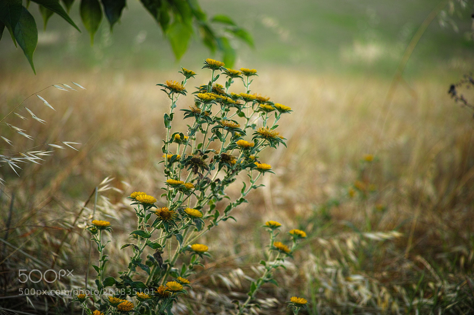 Sigma DP3 Merrill sample photo. Coleostephus myconis photography