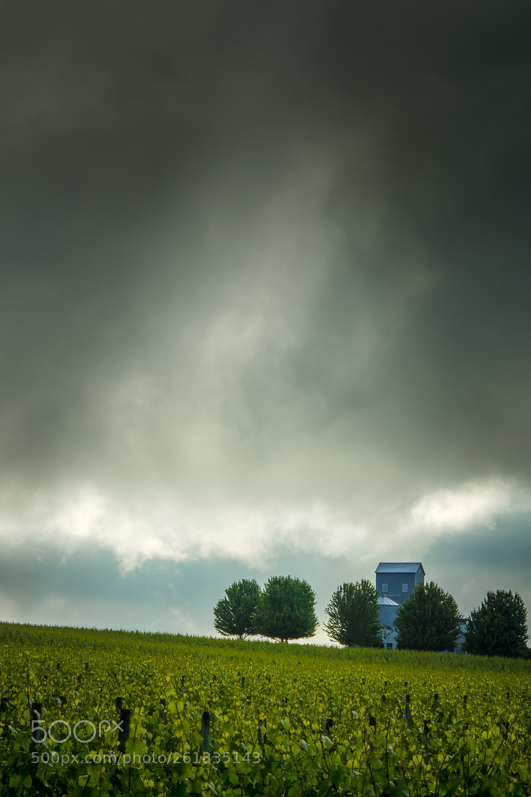 Nikon D7000 sample photo. Vineyard before the storm photography