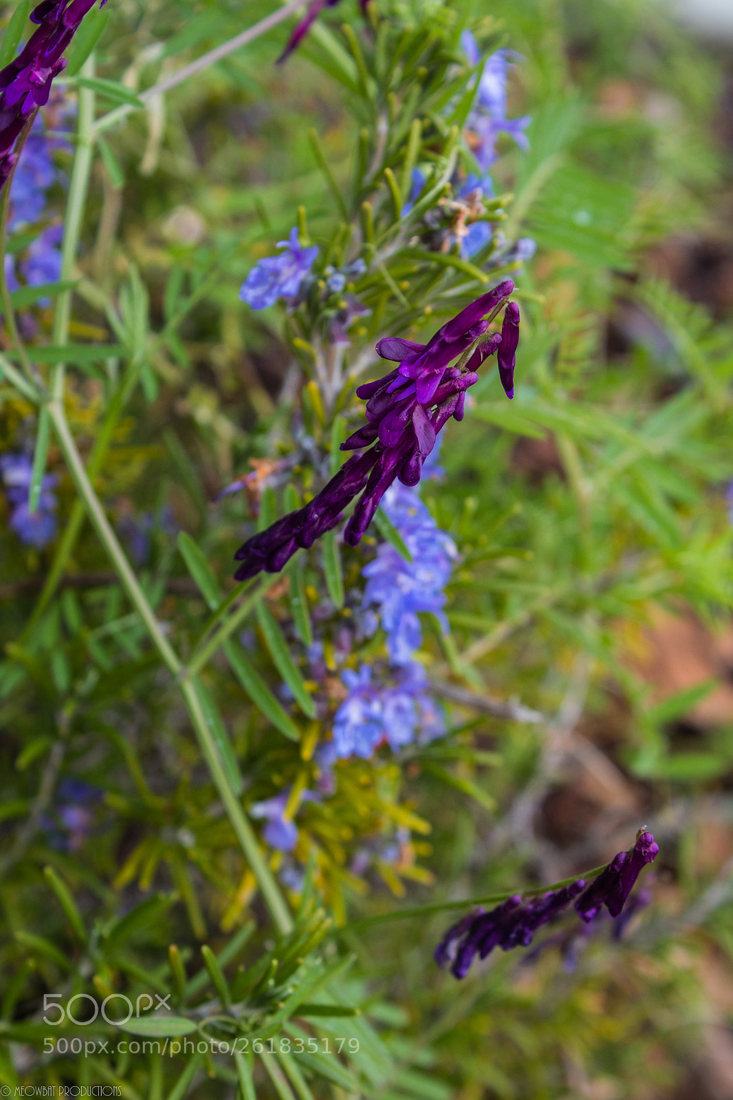 Canon EOS 1300D (EOS Rebel T6 / EOS Kiss X80) sample photo. Purple beauty photography