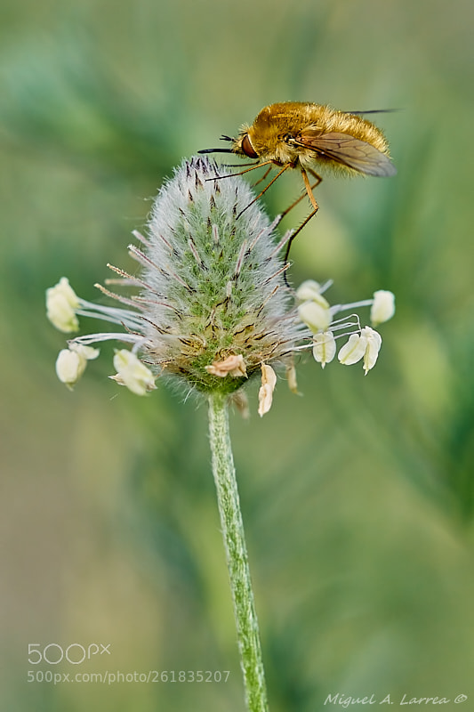 Sony ILCA-77M2 sample photo. Bombylius major photography