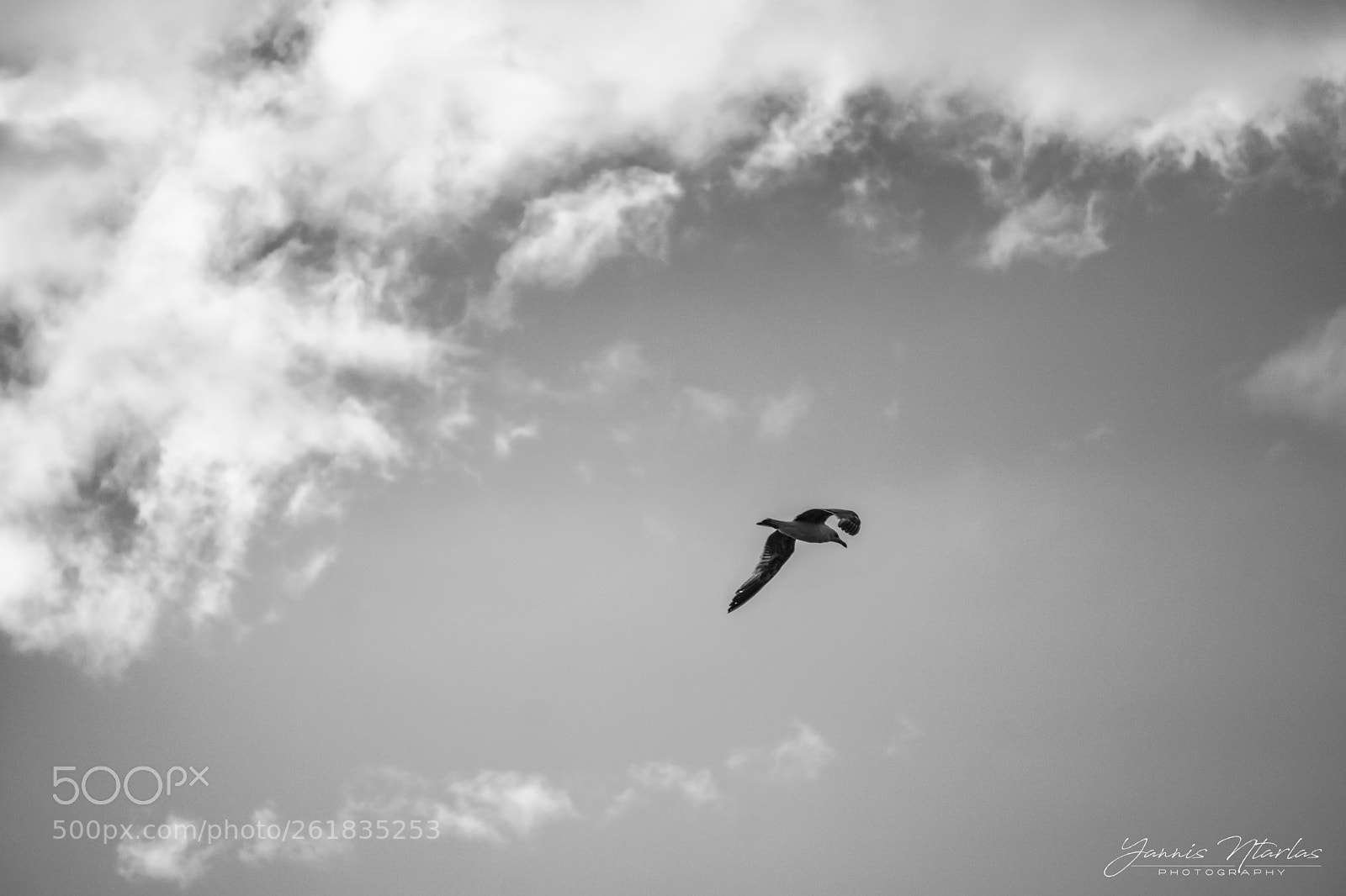 Sony a6000 sample photo. Seagull bw photography