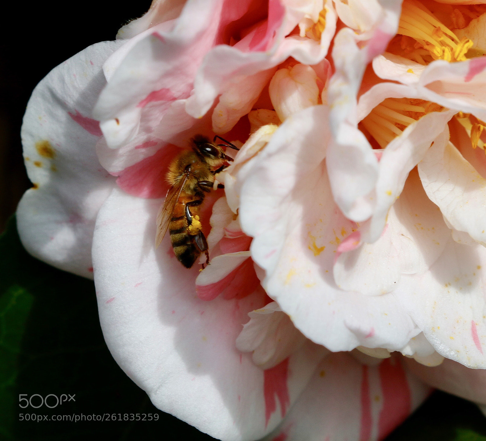 Canon EOS 70D sample photo. Busy bee photography