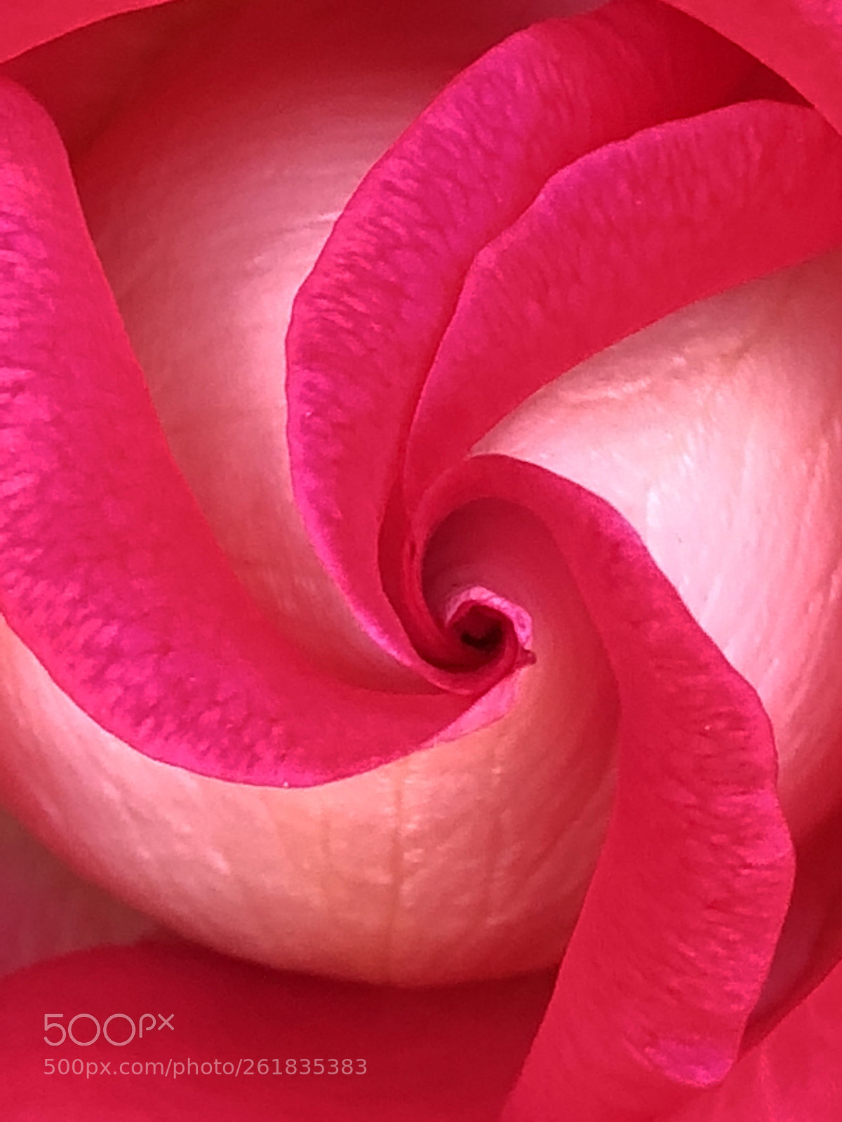 Apple iPhone 8 sample photo. Rosebud swirl photography