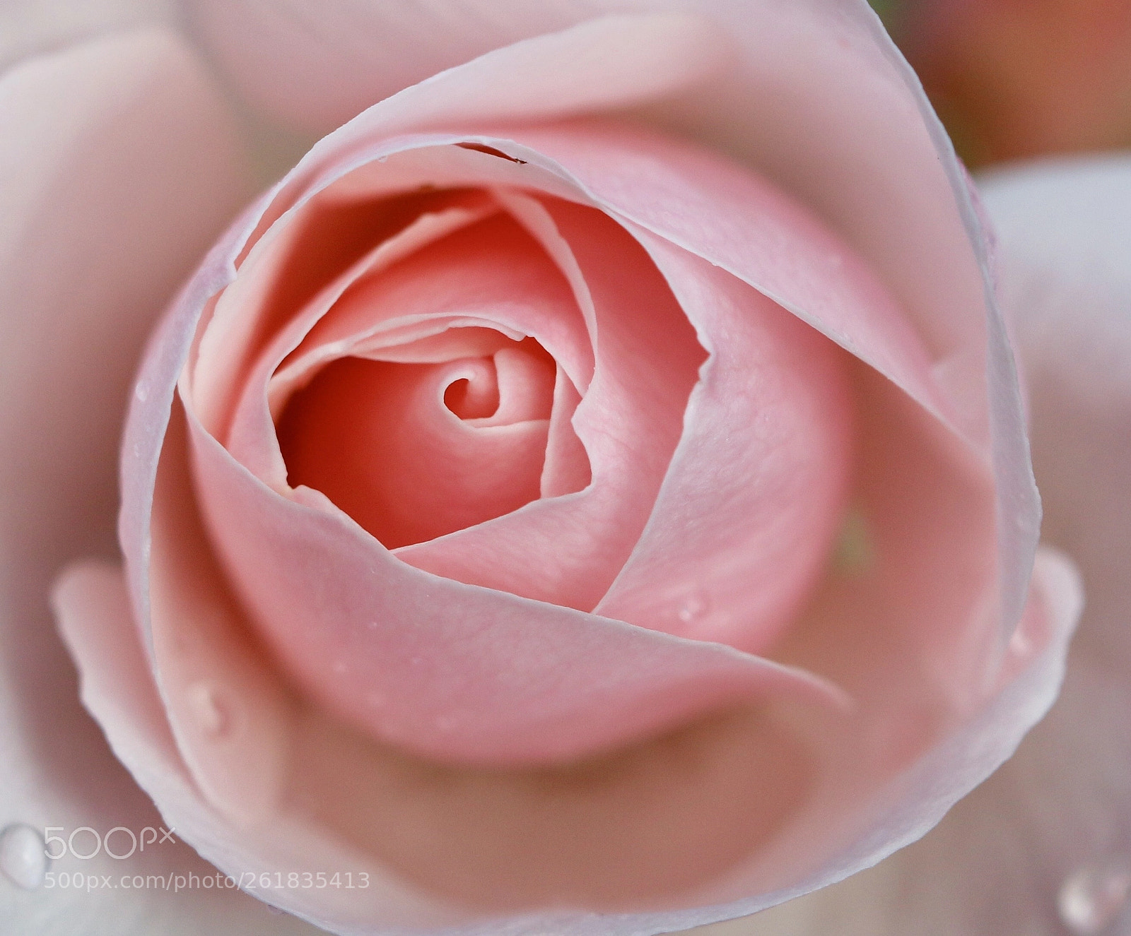 Canon EOS 70D sample photo. Perfect rose photography