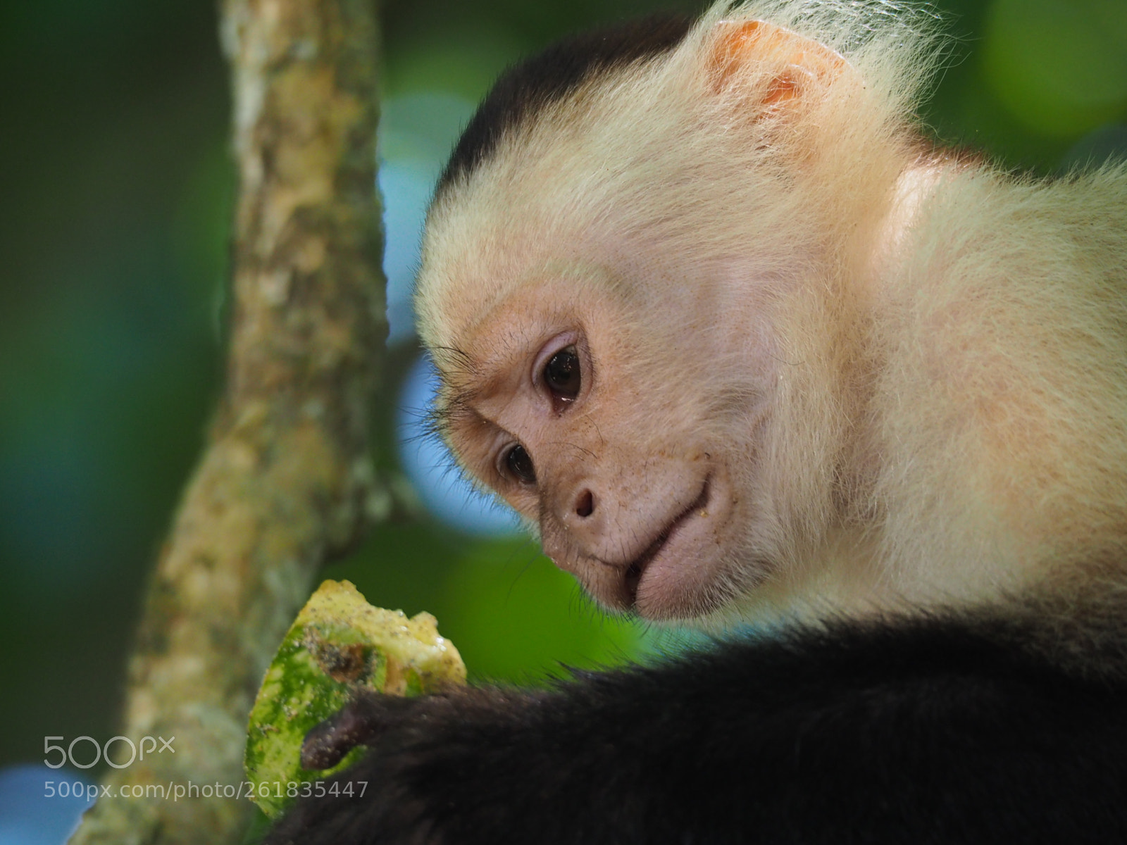 Olympus OM-D E-M10 II sample photo. Costa rica - capuchin photography
