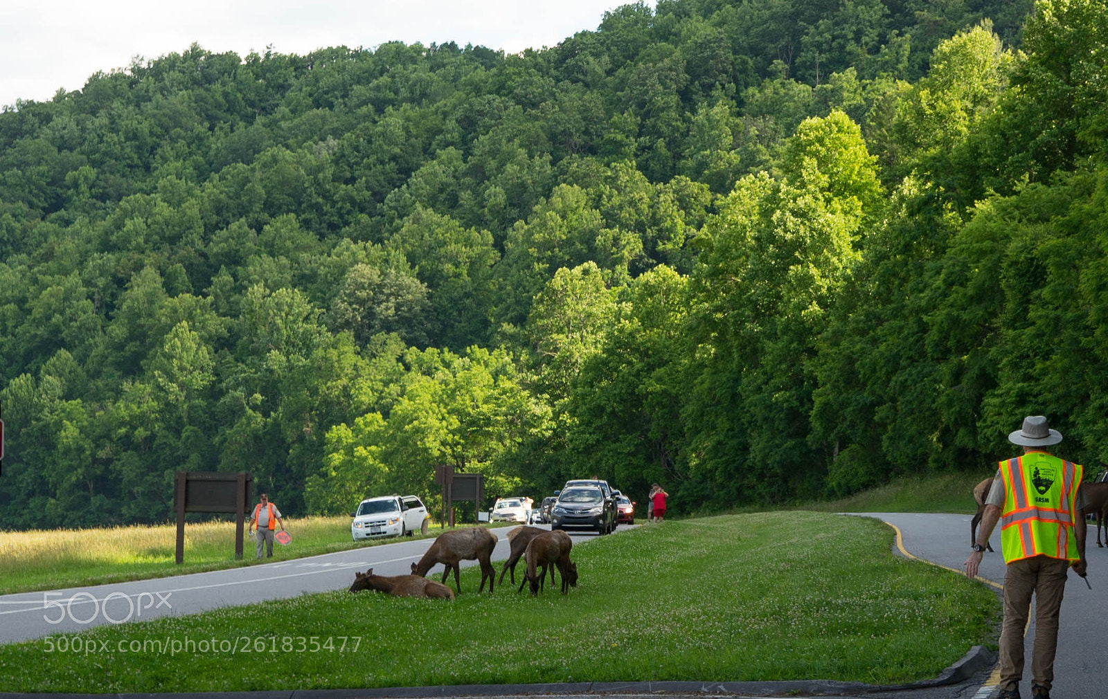 Sony a7 II sample photo. Elk traffic jam photography