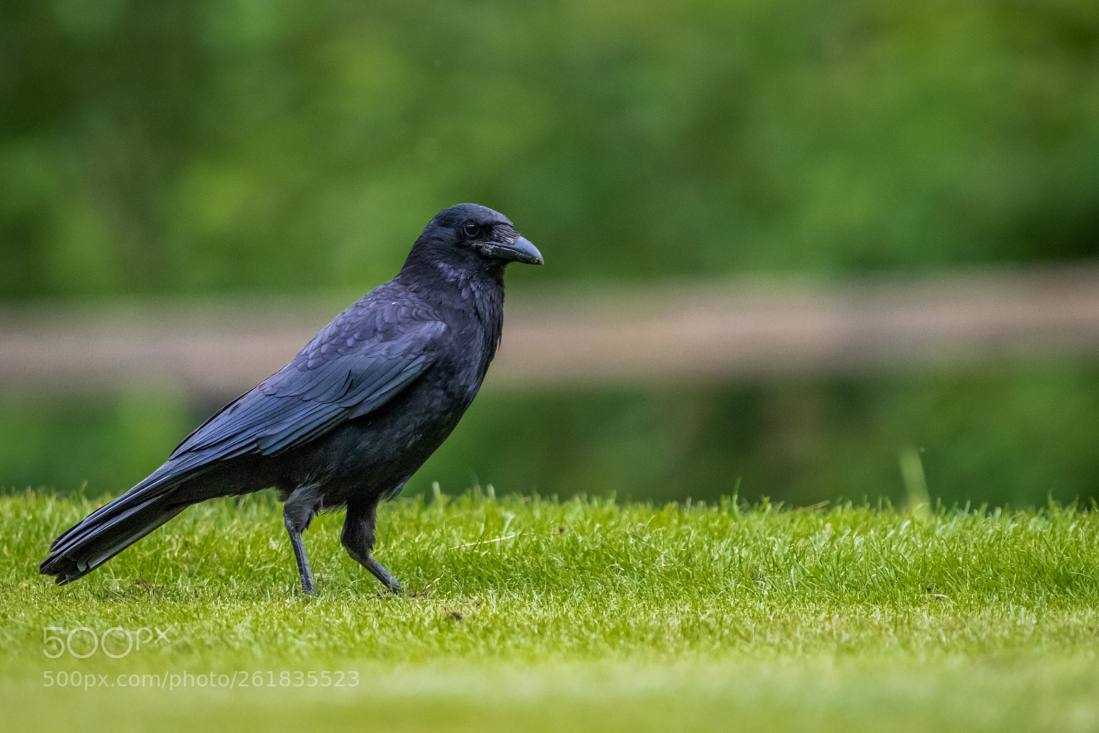 Canon EOS 80D sample photo. Crow photography