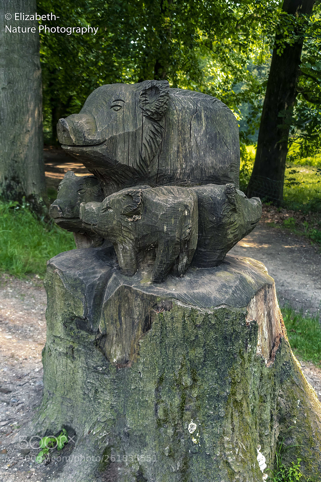 Nikon D500 sample photo. Tree art in beech photography