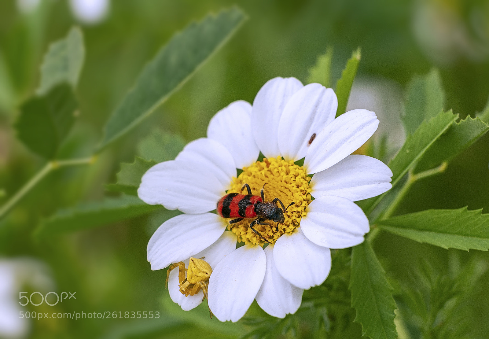 Nikon D300 sample photo. Astylus trifasciatus photography