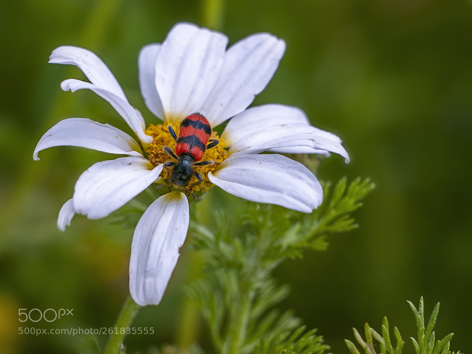 Nikon D300 sample photo. Astylus trifasciatus photography