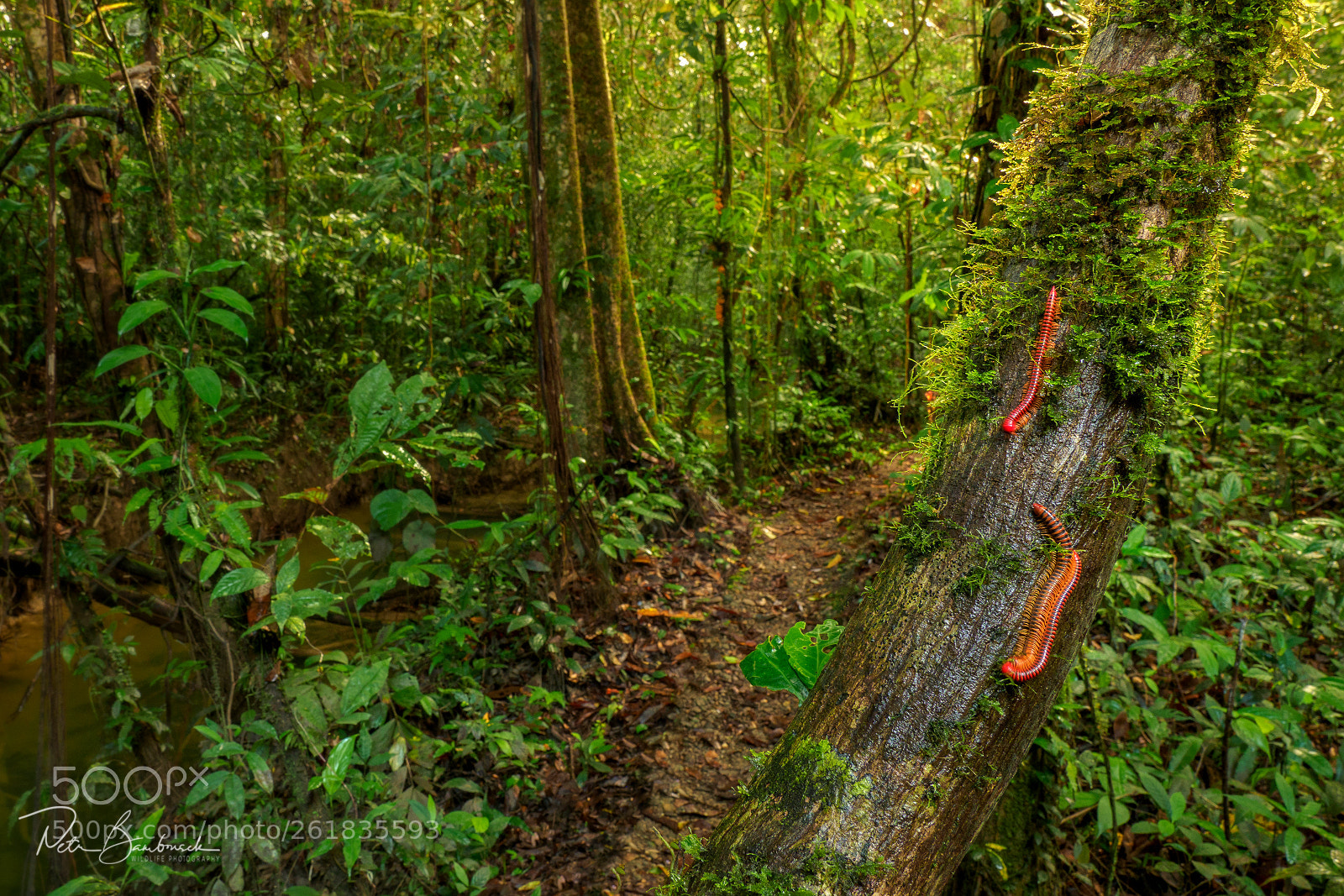 Olympus OM-D E-M1 Mark II sample photo. Red borneo millipede | borneo photography