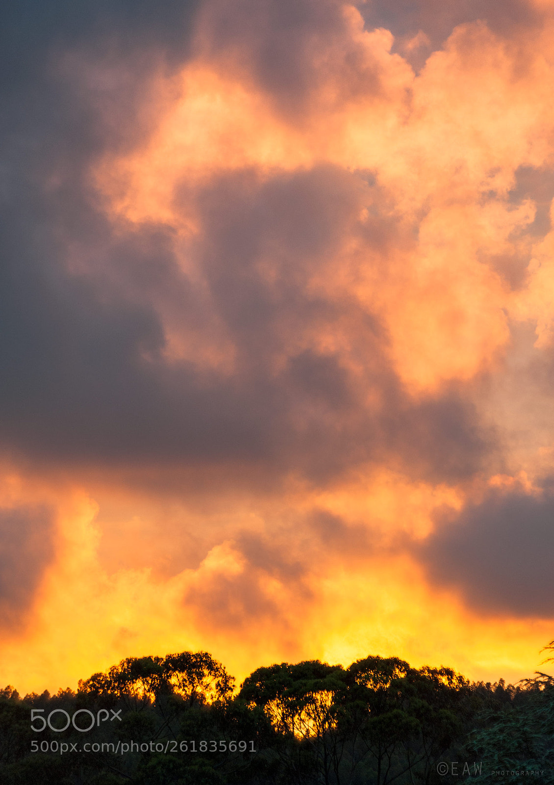 Nikon D700 sample photo. Sunset behind the forest photography