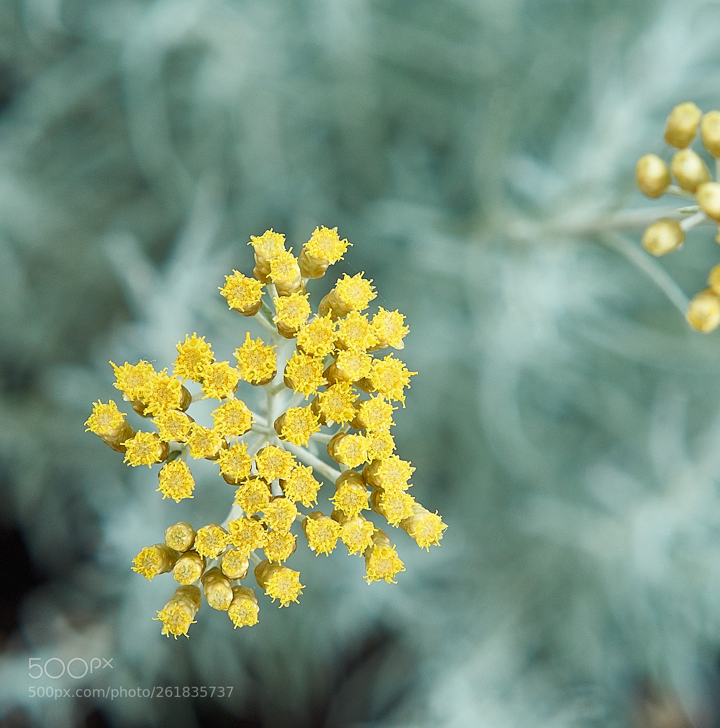 Sony SLT-A37 sample photo. Helichrysum italicum photography