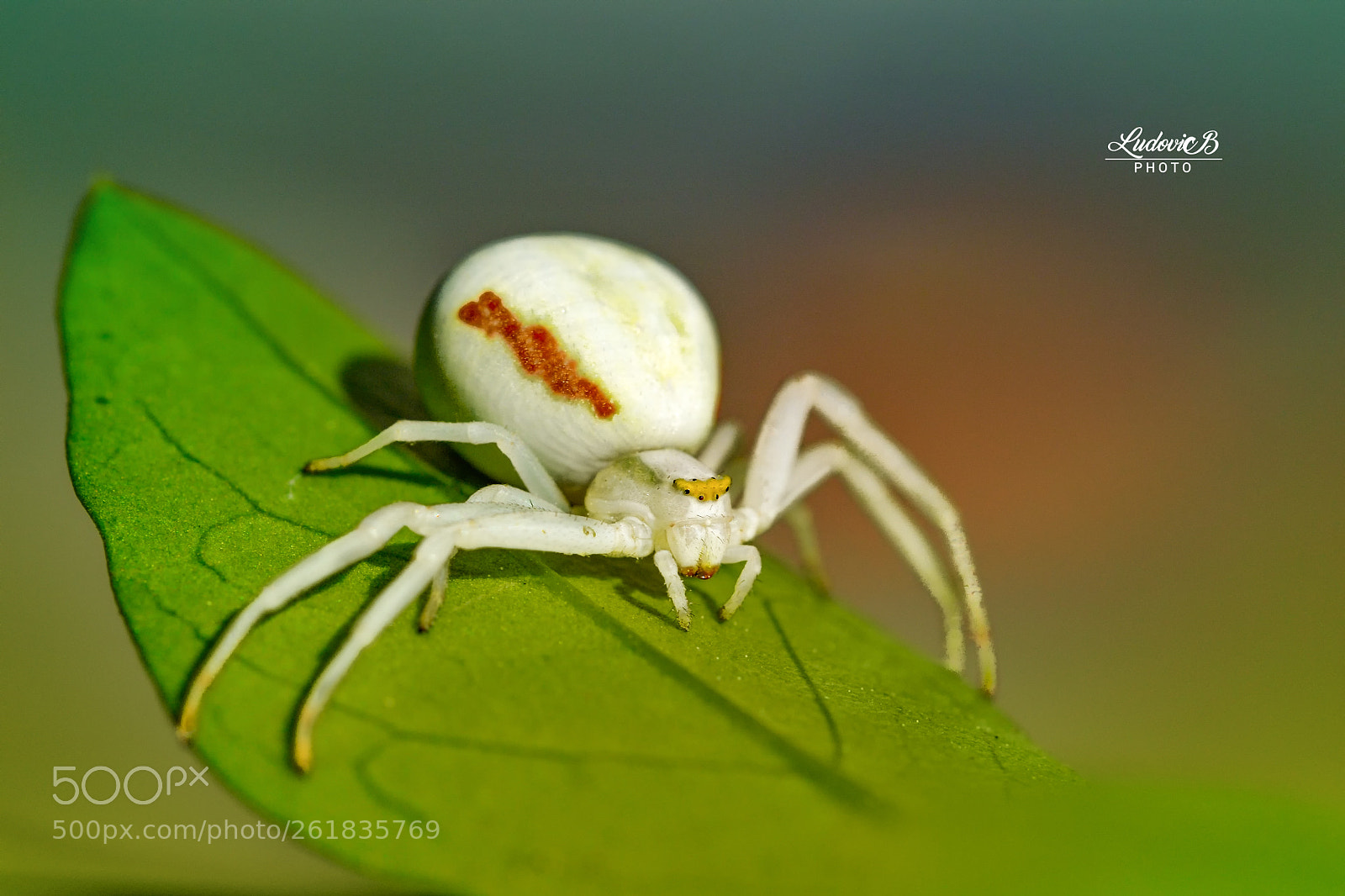Nikon D3100 sample photo. Araigné crabe photography