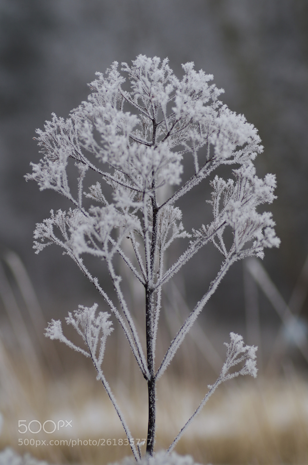 Pentax K-50 + Tamron SP AF 90mm F2.8 Di Macro sample photo. Frost photography