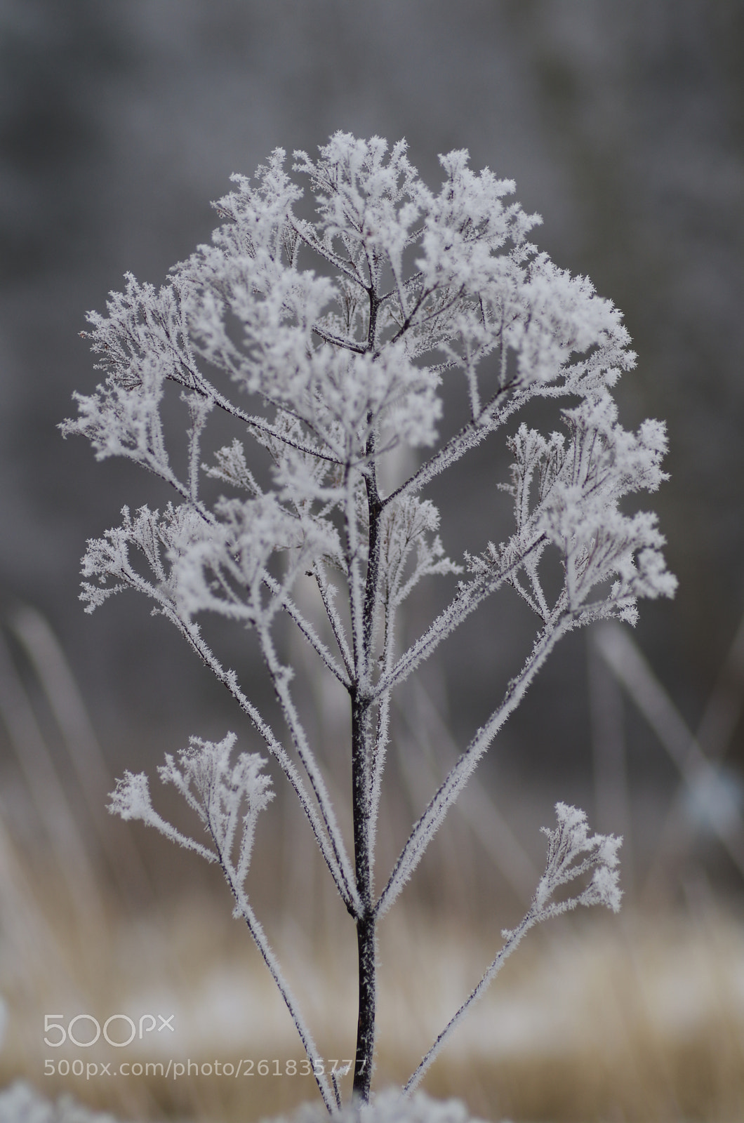 Pentax K-50 sample photo. Frost photography