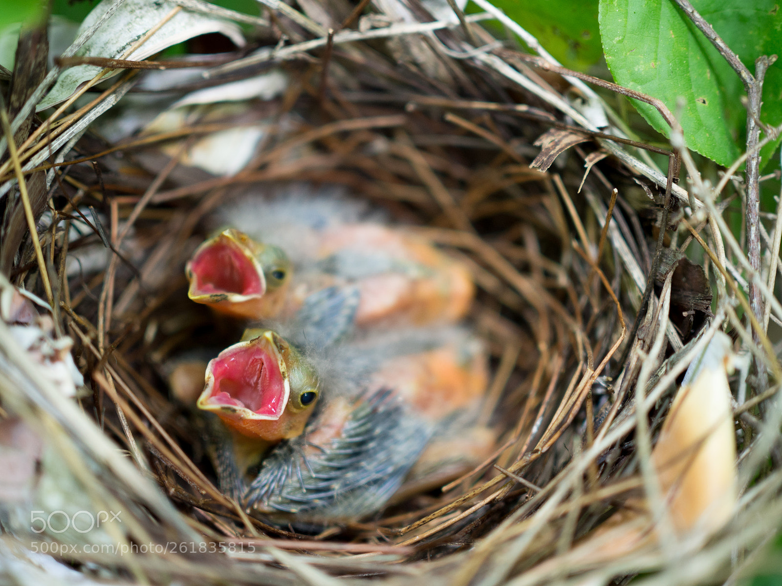 Olympus OM-D E-M10 II sample photo. Hungry cardinals photography