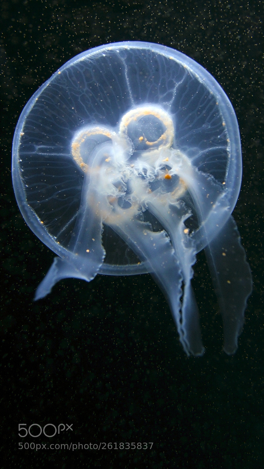 Canon EOS 20D sample photo. Qualle, jellyfish photography