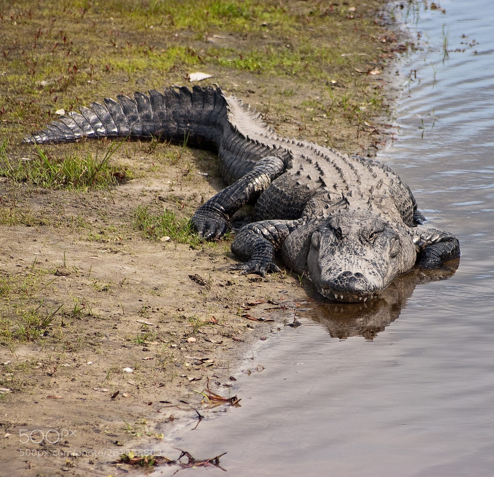 Canon EOS 300D (EOS Digital Rebel / EOS Kiss Digital) sample photo. American alligator photography