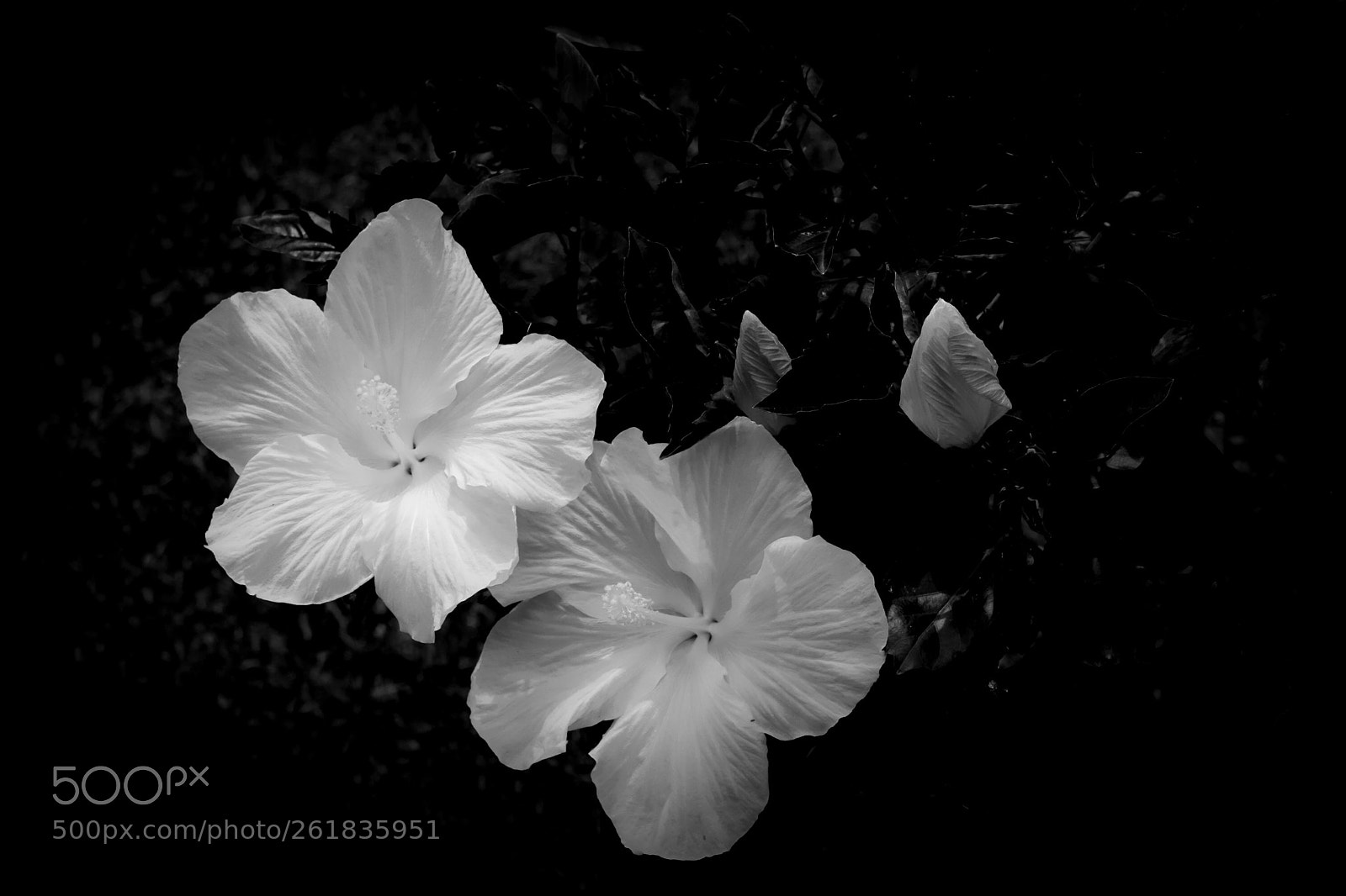 Sony a6000 sample photo. Hibiscus blossoms, june 2018 photography