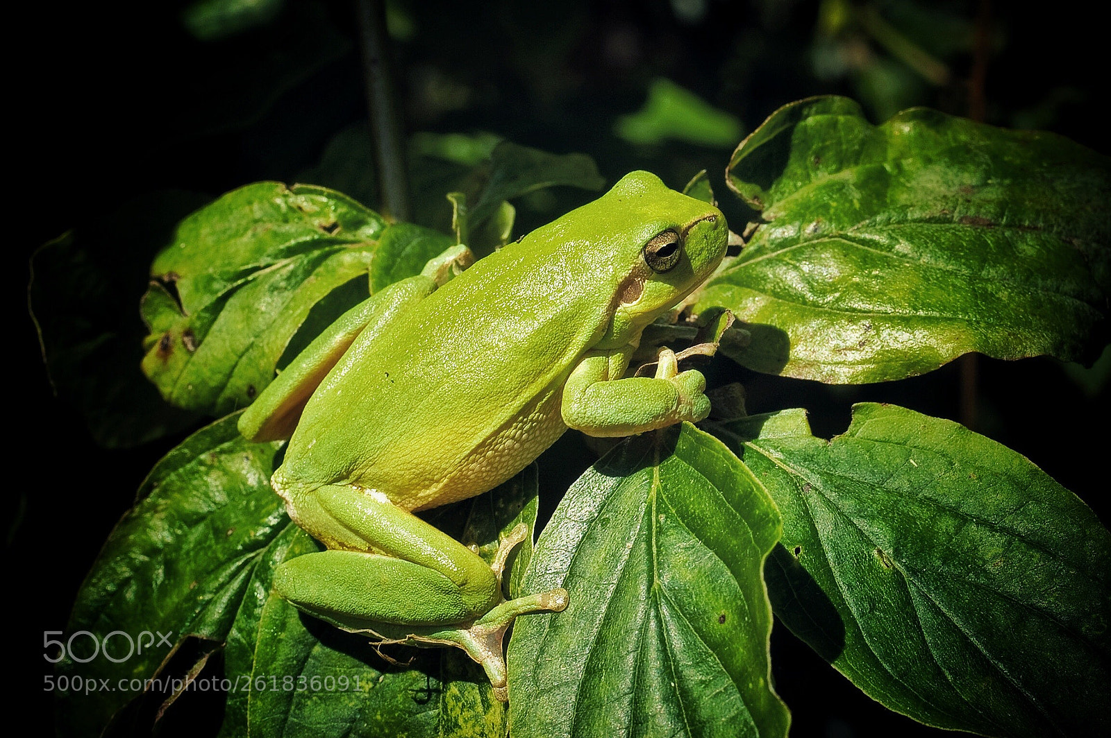 KONICA MINOLTA DYNAX 5D sample photo. Mediterranean tree frog hyla photography